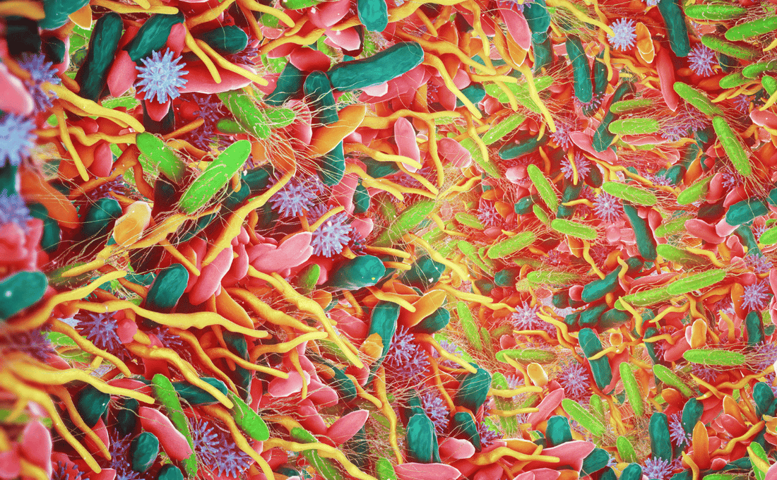 Gut microbiome
